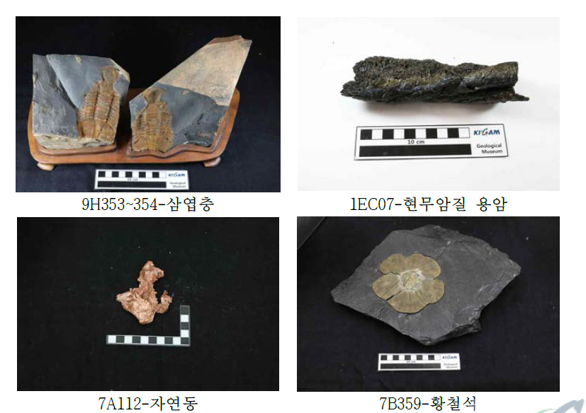 박창고 교수 기증품 중 등록 표본 대표 사진