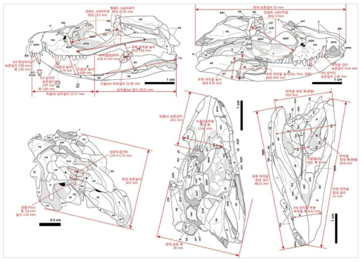 하산동층 악어두개골 주요부위 측정