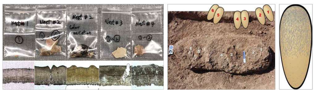 몽골 동고비사막 산 공룡알 단면 미소구조와 Nest#2의 심층 발굴로 드러난 알의 배치 및 표면구조