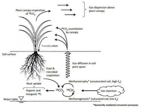 생태계에서 방사성 메탄 및 이산화탄소의 거동