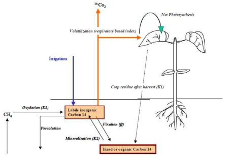 C-14의 식물흡수에 대한 EDF의 개념모델