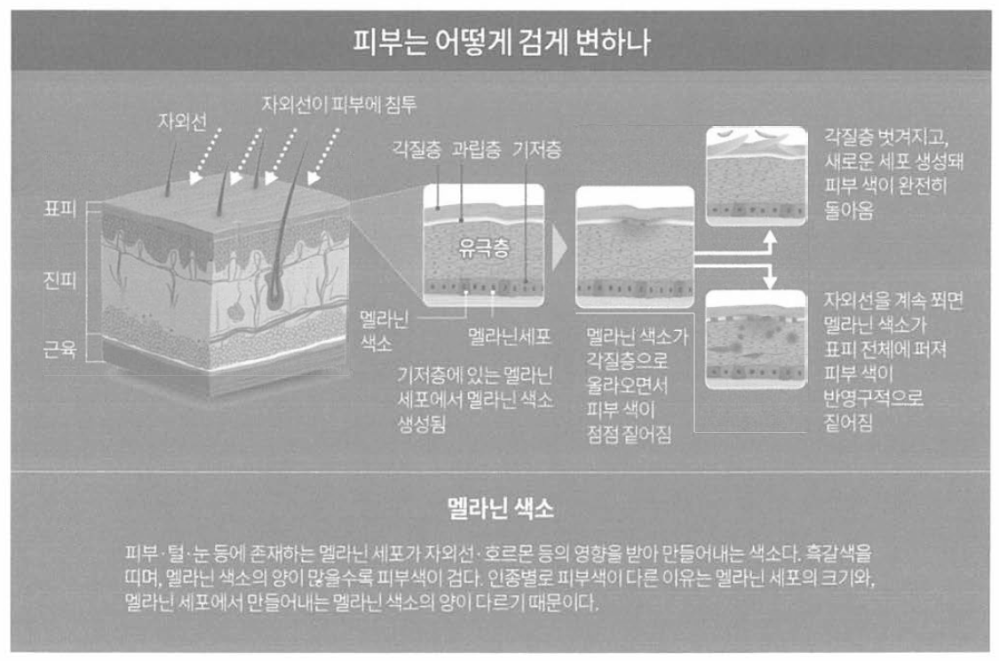 자외선에 의한 피부에서의 멜라닌 생성