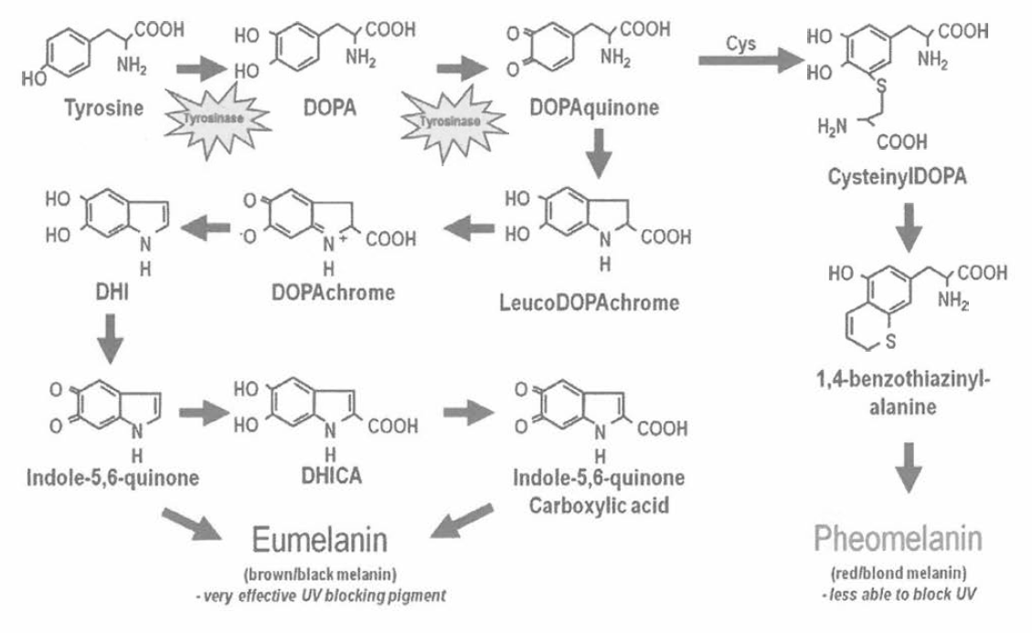 Eumelanin 과 Pheomelanin 의 합성 경로