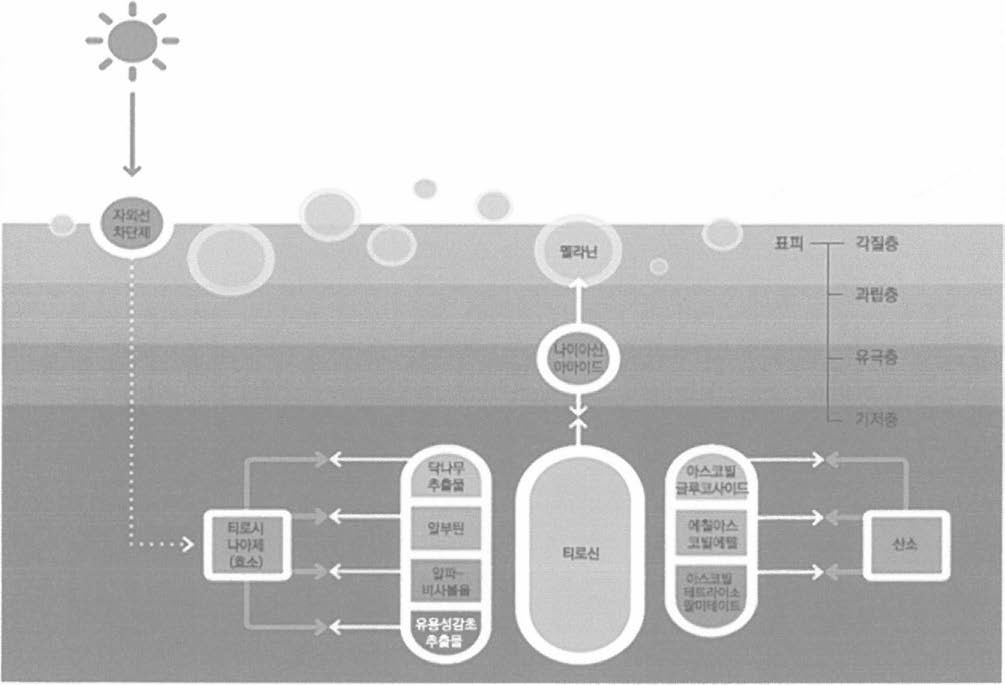 식약처 고시 미백 화장품 소재의 작용 기전