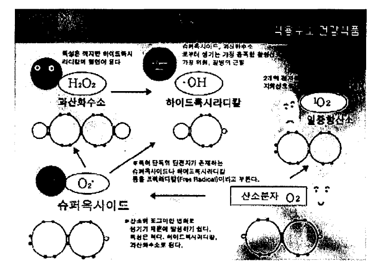 활성 산소의 종류