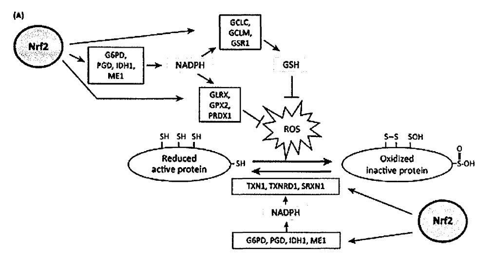 NRF2에 의한 GSH와 NADPH의 생산