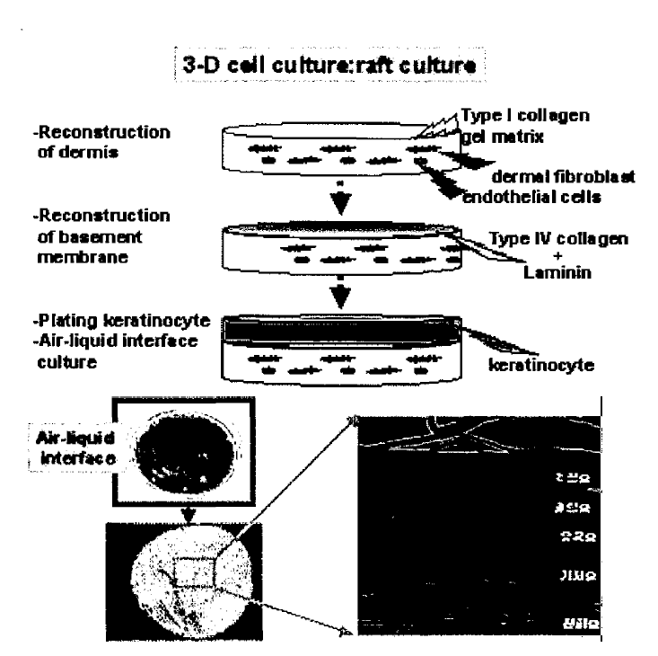 3차원 Skin Culture 모델