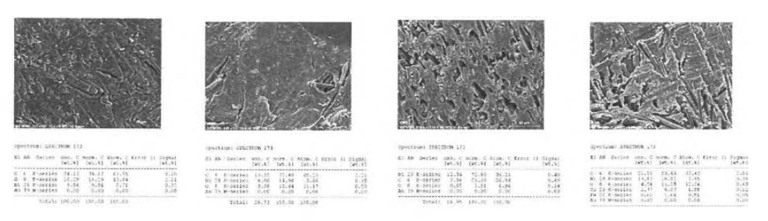 샘플 5번의 SEM image