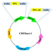 Plasmid for co-expression of PFL and PFL-AE
