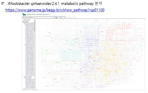 Rhodobacter sphaeroides 2.4.1의 metabolic pathway 분석