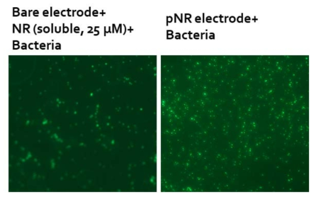 Neutral Red 고정화 FTO 전극 표면의 미생물 활성 비교 (좌, 비교전극; 우, 고정화 전극)