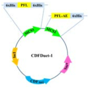 Plasmid for co-expression of recombinant PFL and PFL-AE
