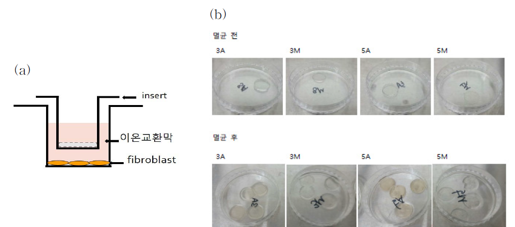 (a) 세포독성 실험에서 사용된 시료 배치 모식도 및 (b) 사용된 하이드로젤 고분자 전해질의 멸균 전과 후 사진