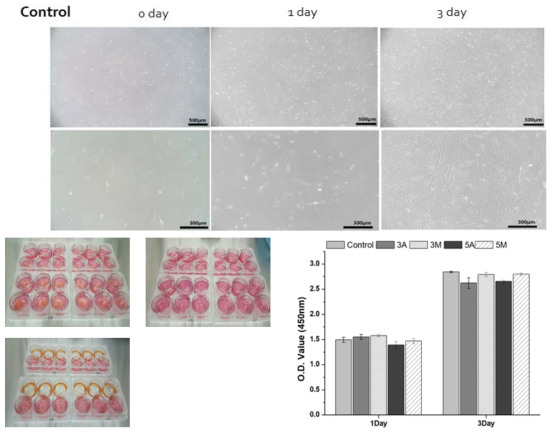 Fibroblast를 이용한 하이드로젤 고분자 전해질에 대한 세포독성 실험 결과: 배양시간별 세포 이미지와 시료가 들어있는 세포배양 플레이트, WST-8으로 확인된 흡광도