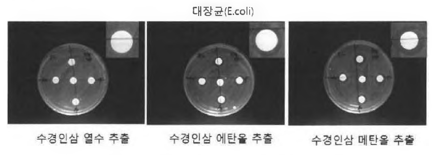 수경 인삼 잎 추출물의 항균 활성 평가