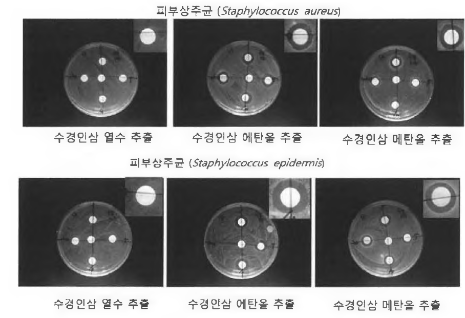 수경인삼 잎 추출물의 항균 활성 평가