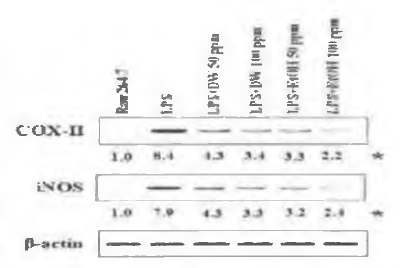 면역세포에서 수경인삼에 감소 의한 COX-2, iNOS 발현 억제 효과