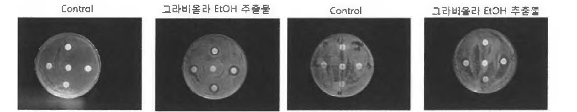 P.Ovale / P.Acnes 에 대한 그라비올라 추출물의 여드름균 항균 효과