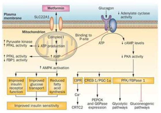 메트포르민 작용기전