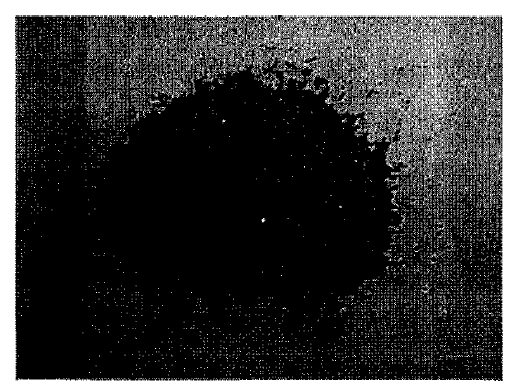 SbI3(Granule Type)