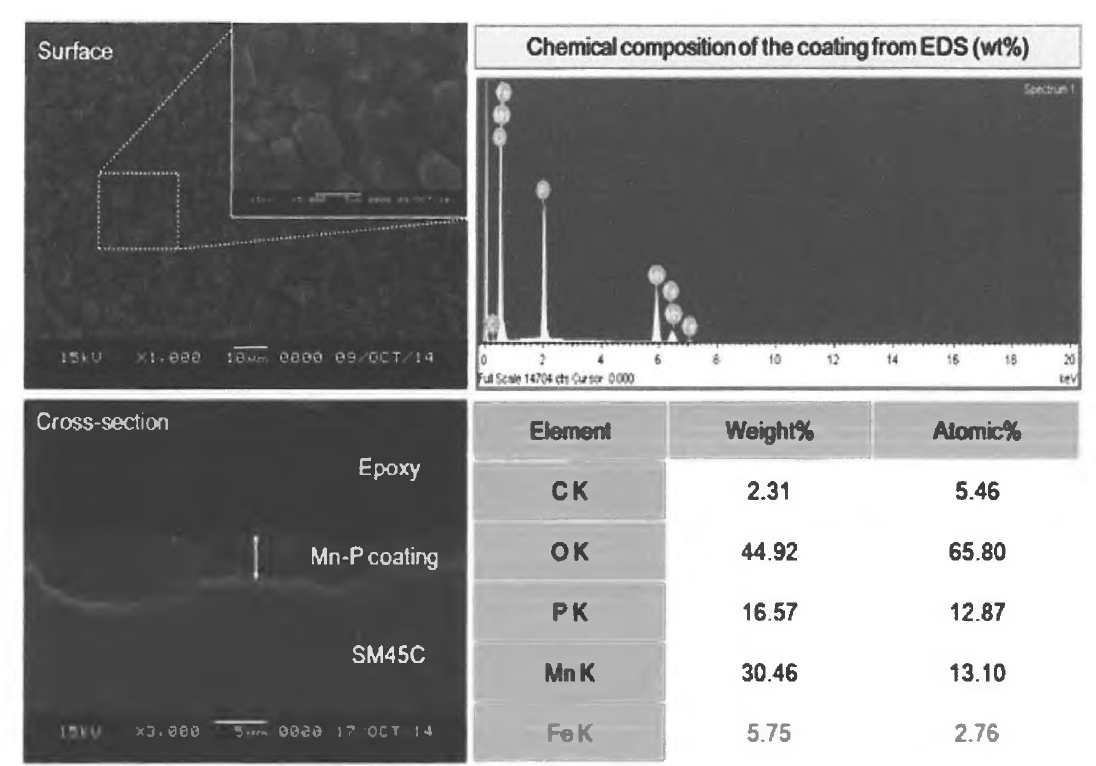 Citric acid룰 첨 가한 인산-망간 화성처리 피막 형상에 대한 SEM&EDS분석 결과