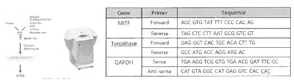 멜라닌합성 유전자의 발현양을 확인하기위한 Real-Time PCR수행법 및 타겟 유전자 프라이머