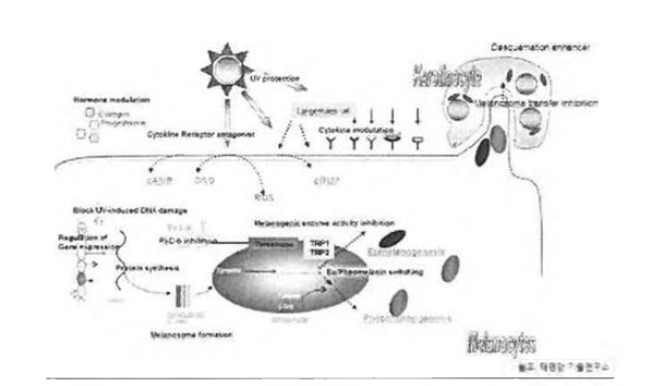 사람피부세포에서의 멜라닌합성 과정