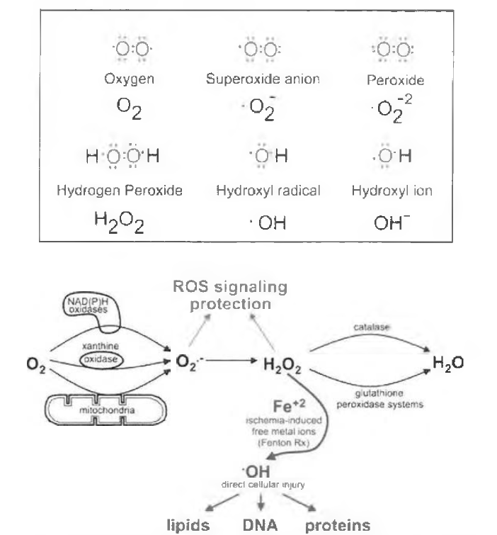 체내의 활성 산소 생성과 이에 따른 피부 손상