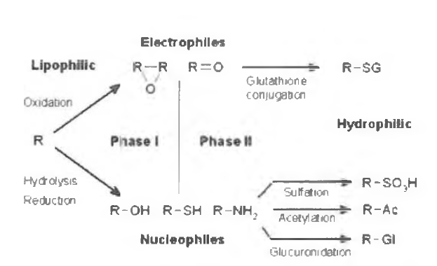 피부에서 이루어지는 phase I/II 대사 반응