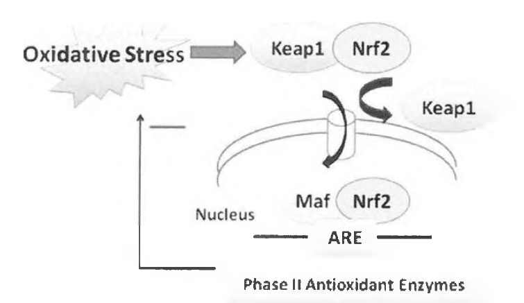 산화적 스트레스를 제거하는 Keapl/ Nrf2/ARE 시스템 개요