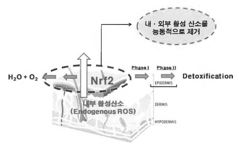 Nrf2 활성 유도 항노화 화장품의 개념