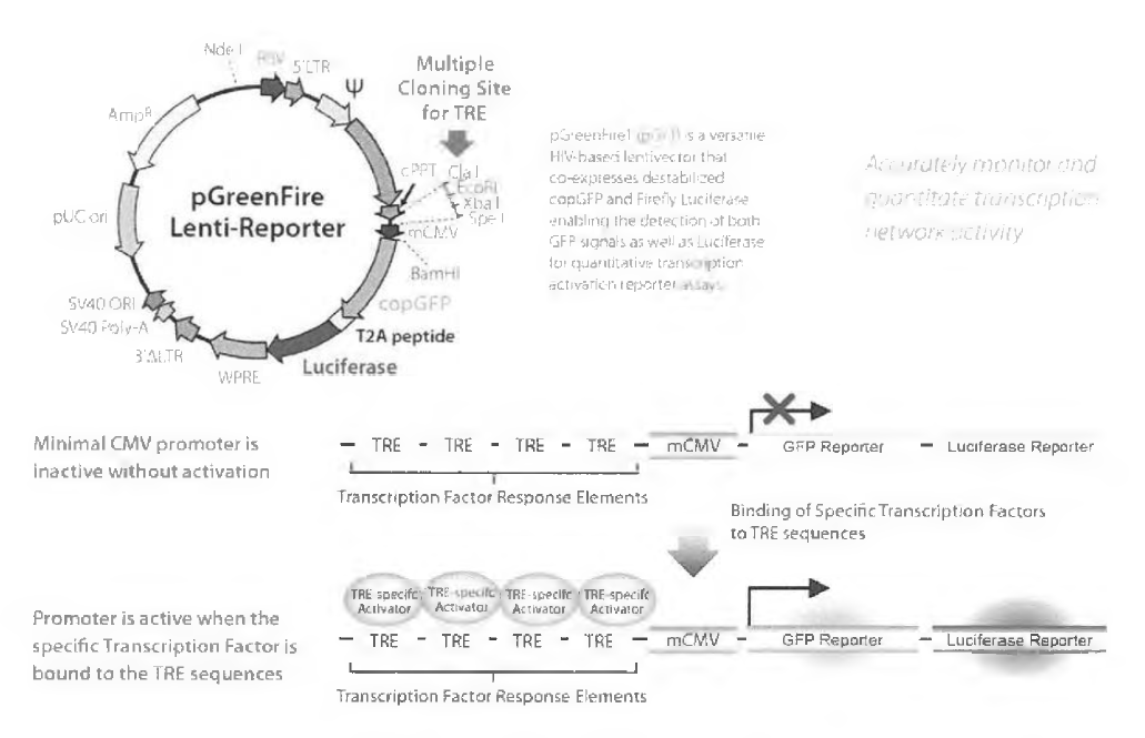 GreenFire Vector의 구조