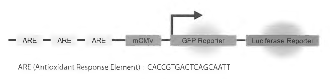 HaCaT-ARE-luciferase 수립 전략