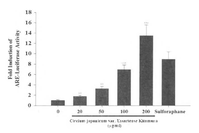 제주 엉겅퀴에 의한 농도 의존적 ARE-luciferase 활성