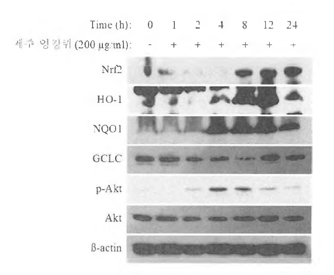 제주 엉겅퀴의 Nrf2 및 phase ll 항산화 효소 발현 유도