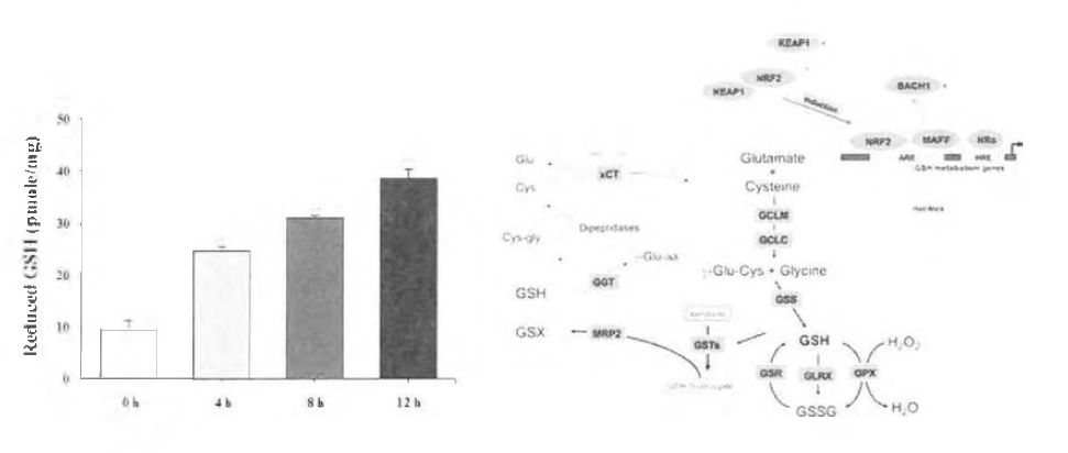 제주 엉겅퀴에 의한 세포 내 GSH 증가 및 Nrf2/GCLC에 의한 GSH 생산