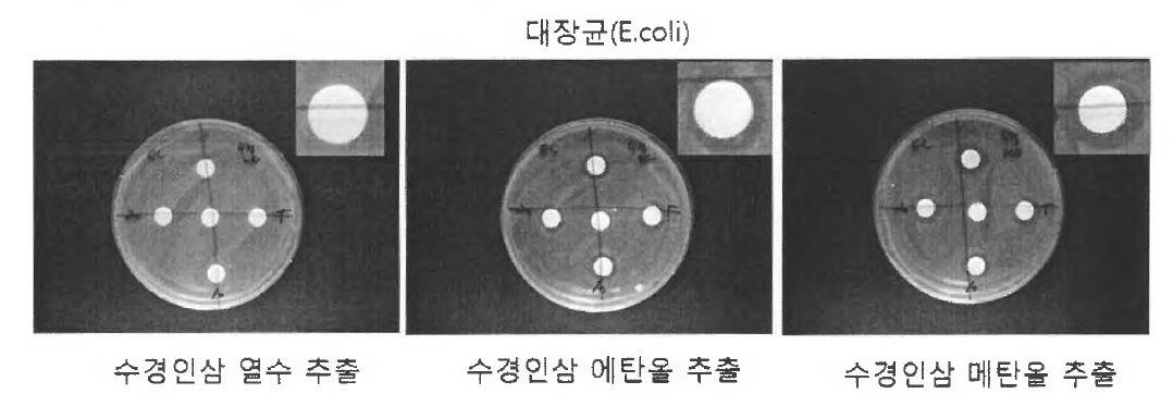 수경인삼 잎 추출물의 항균 활성 평가