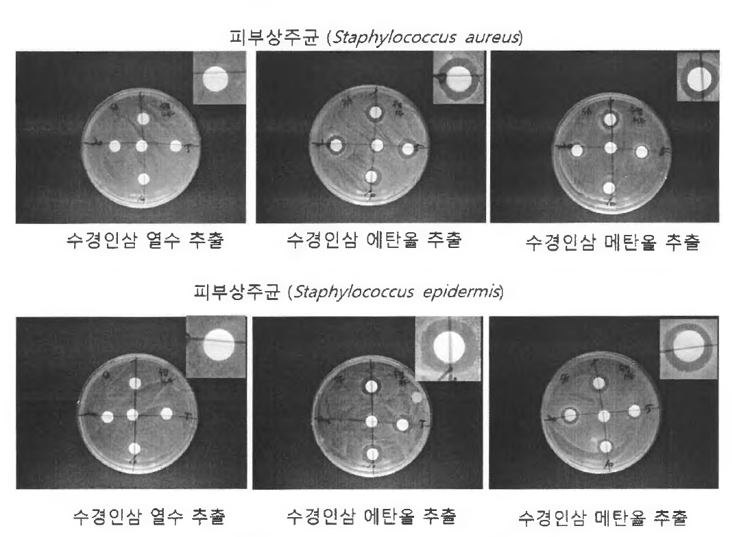 수경인삼 잎 추출물의 항균 활성 평가