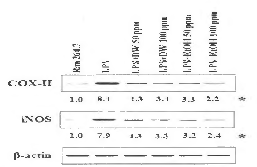 면역세포에서 수경인삼에 의한 COX-2, iNOS 발현 억제 효과