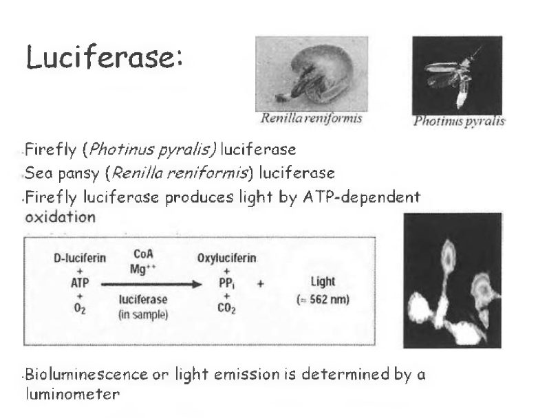 Luciferase assay