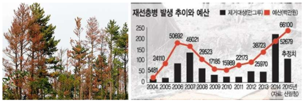 재선충병 피해 소나무(왼쪽) 및 연도별 재선충병 발생 추이와 예산(오른쪽)