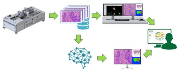 디지털 조직병리 진단을 위한 무표시자 방식 3차원 디지털 마이크로스코피 시스템 및 진단 기술 개발