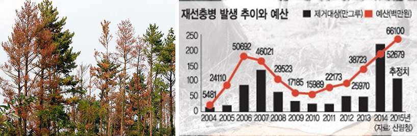 재선충병 피해 소나무(왼쪽) 및 연도별 재선충병 발생 추이와 예산(오른쪽)