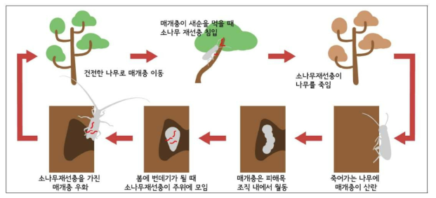 소나무 재선충병 발병 기작