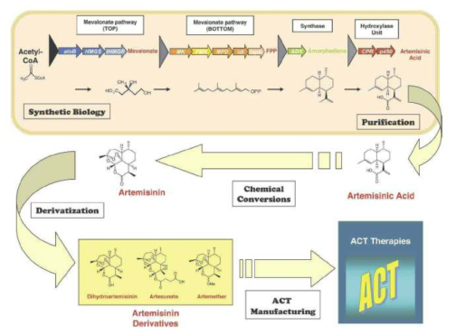 합성생물학 기반 Artemisinic Acid 대량생산 및 ACTs 생산과정