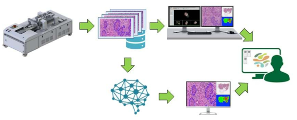 디지털 조직병리 진단을 위한 무표시자 방식 3차원 디지털 마이크로스코피 시스템 및 진단 기술 개발