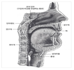 사람의 발성기관
