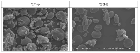 밀가루와 밀전분의 전자현미경 사진