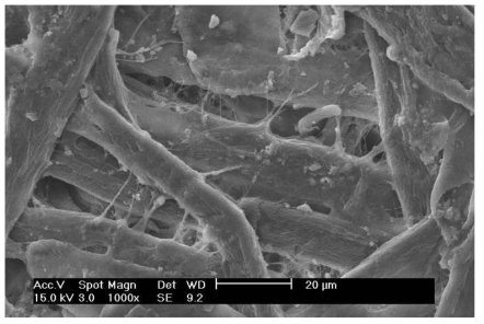 SEM pictures of first tried product(control)