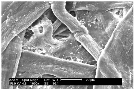 SEM pictures of second tried product (aged for 5 weeks)